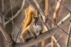 Alaska-Fairbanks Red squirrel in tree Art Print